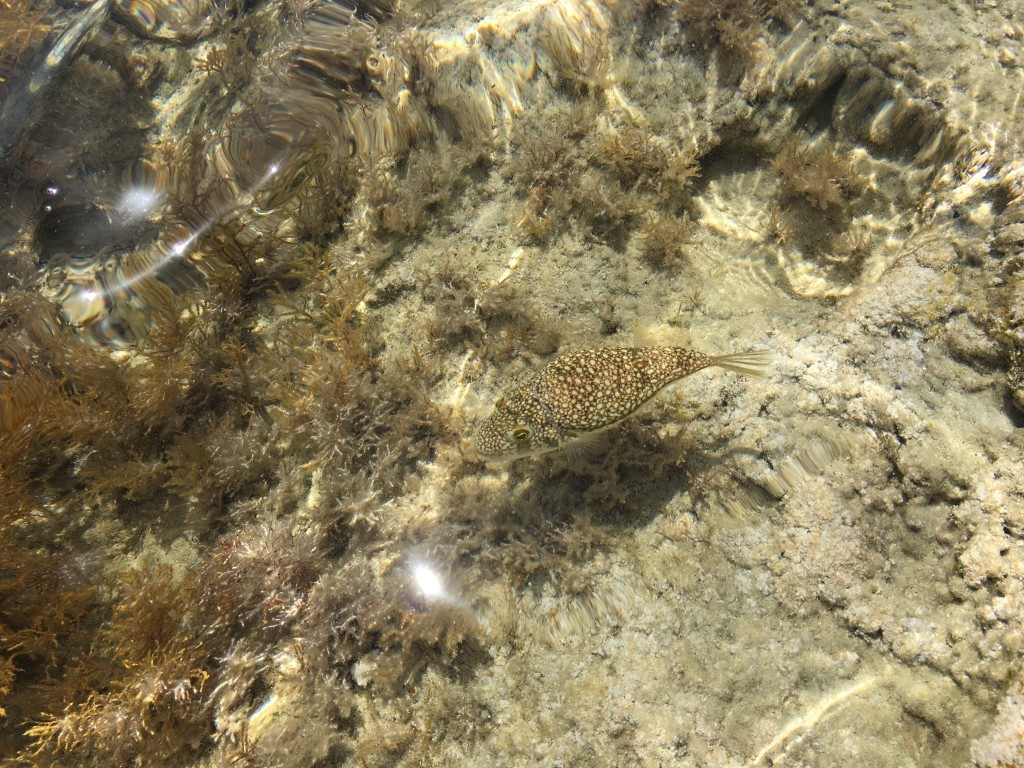 Udało mi się sfotografować rybkę, dzięki krystalicznie przejrzystej wodzie Morza Śródziemnego. 